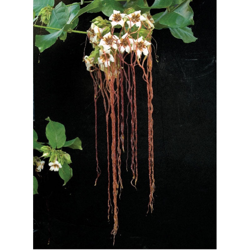 Climbing Oleander (Strophanthus preussii)