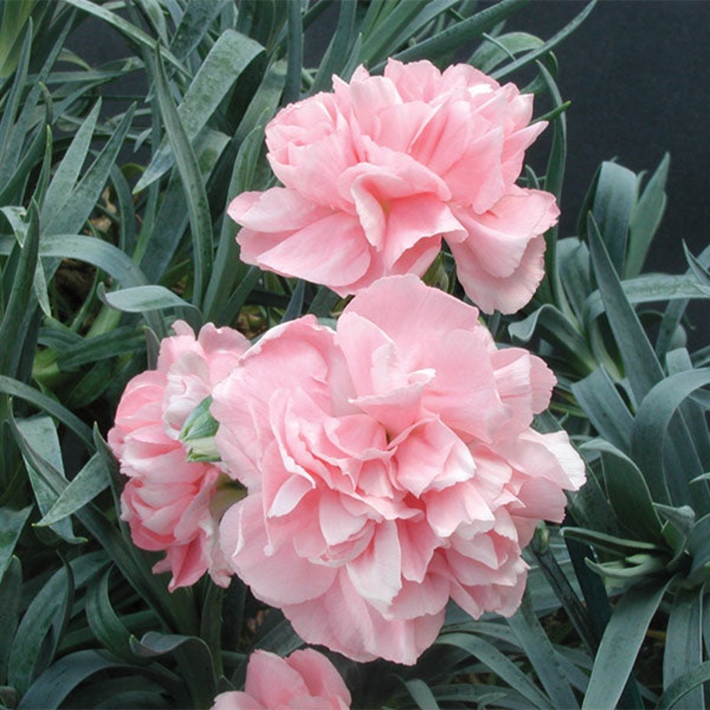 Dianthus Duchess of Westminster (Dianthus hybrid)