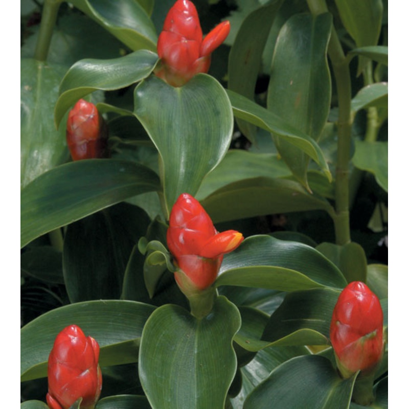Dwarf Cone Ginger (Costus woodsonii)