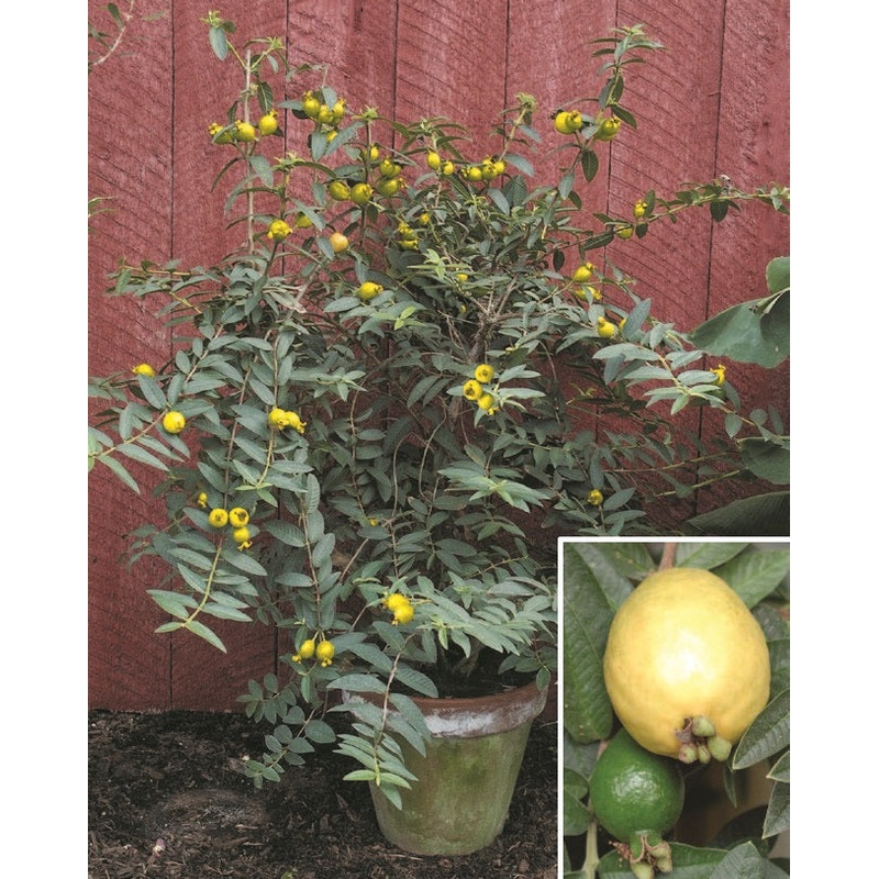 Dwarf Guava Plant (Psidium guajava nana)