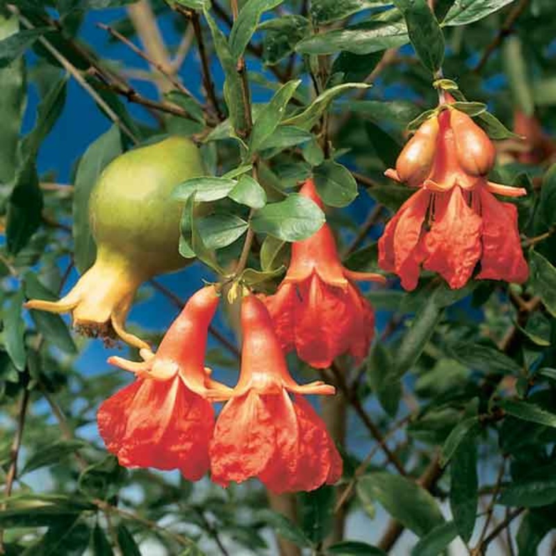 Dwarf Pomegranate Plant (Punica granatum Nana)