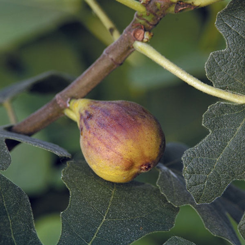 Fig Tree Chicago Hardy (Ficus carica)