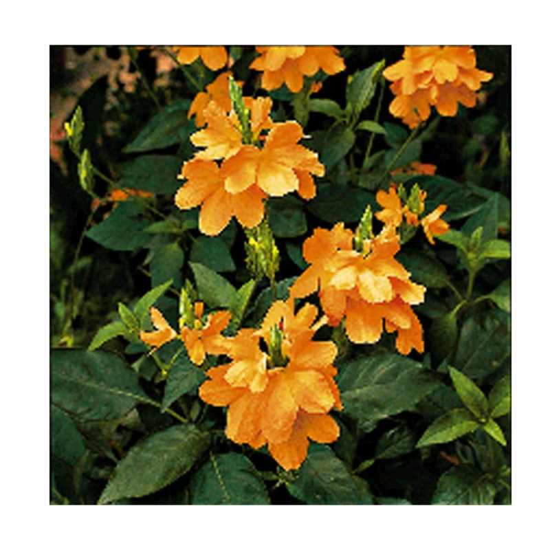 Firecracker Flower (Crossandra infundibuliformis ‘Lutea’)