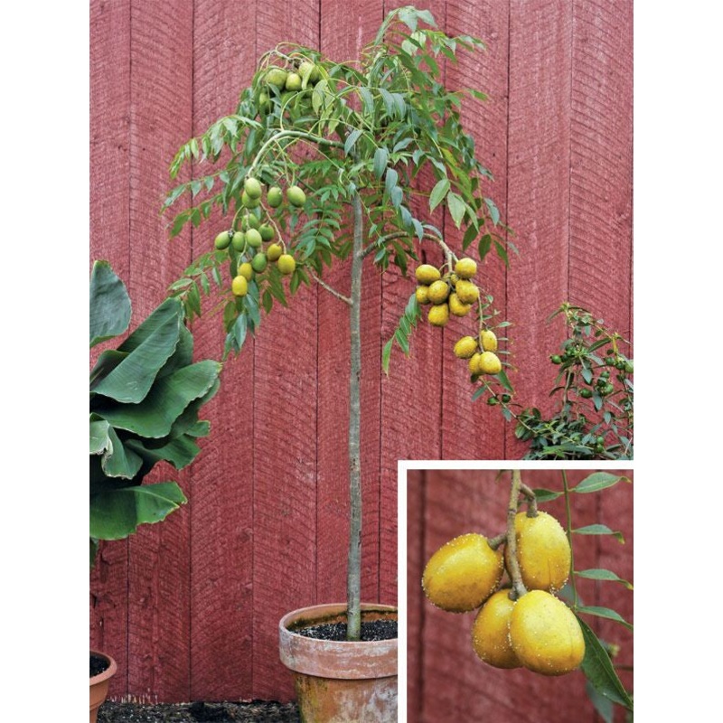 June Plum Tree (Spondias dulcis)