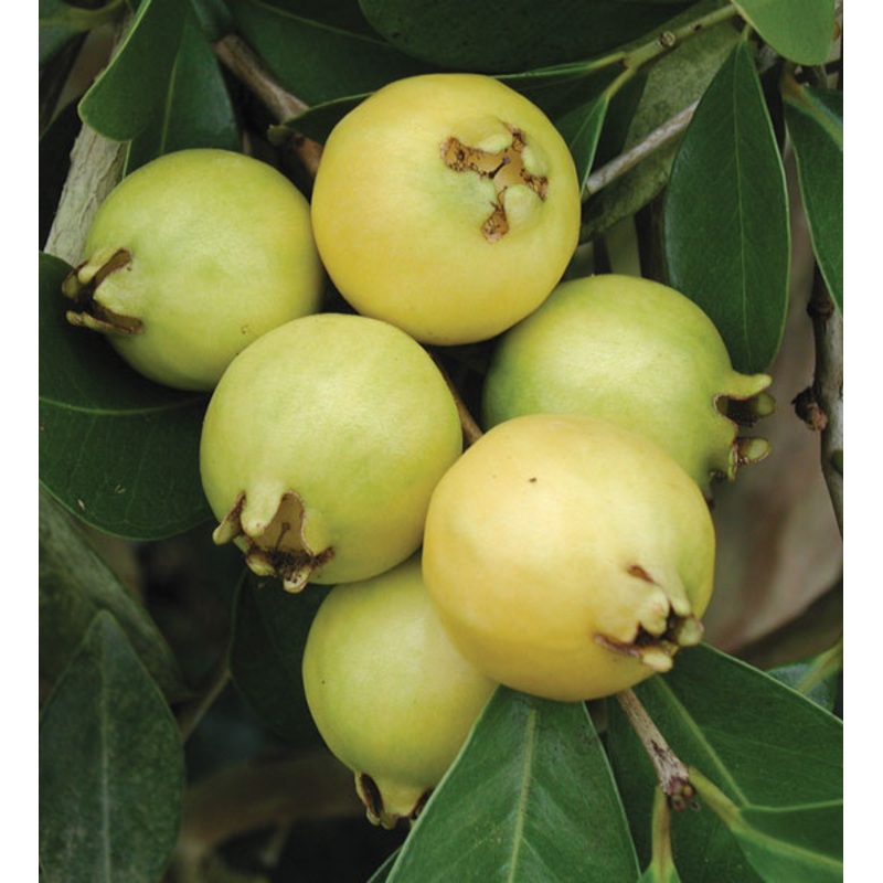 Lemon Guava Tree (Psidium littorale)