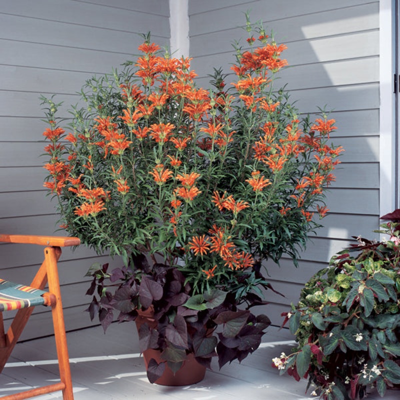 Lions Ears (Leonotis leonurus)