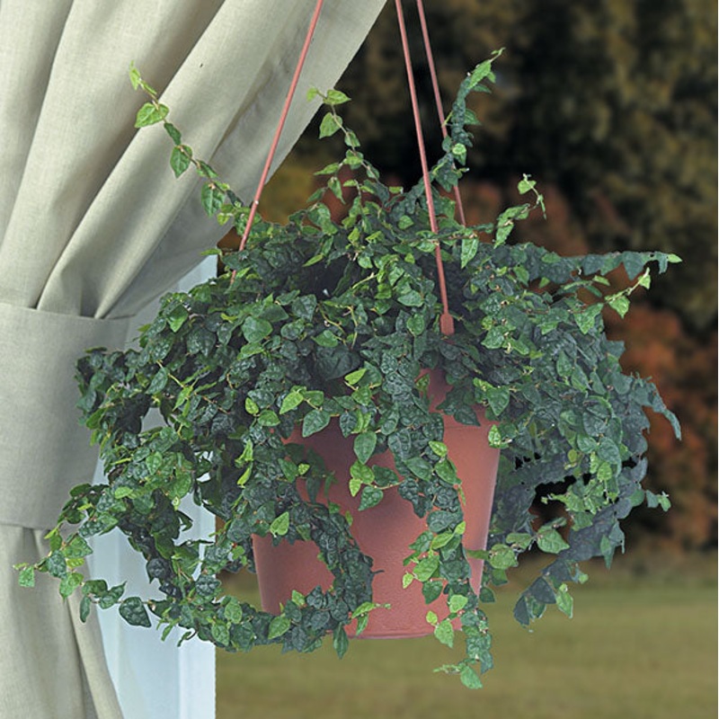 Miniature Fig ‘Minima’ (Ficus pumila)