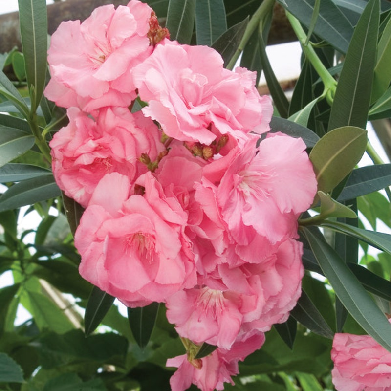 Oleander Peachblossom (Nerium oleander hybrid)