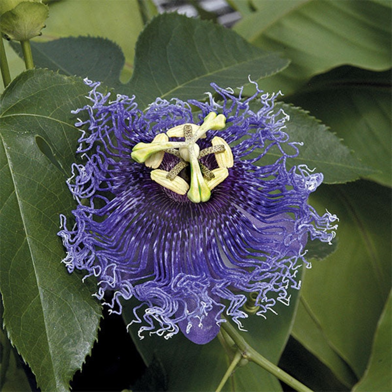 Passion Flower Blue Eyed Susan (Passiflora hybrid)