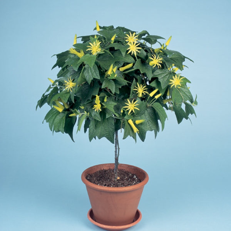 Passion Flower Citrina (Passiflora hybrid)