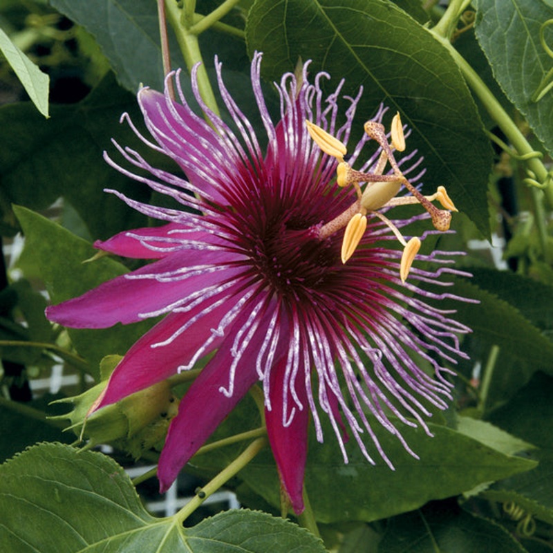 Passion Flower Crimson Tears (Passiflora hybrid)