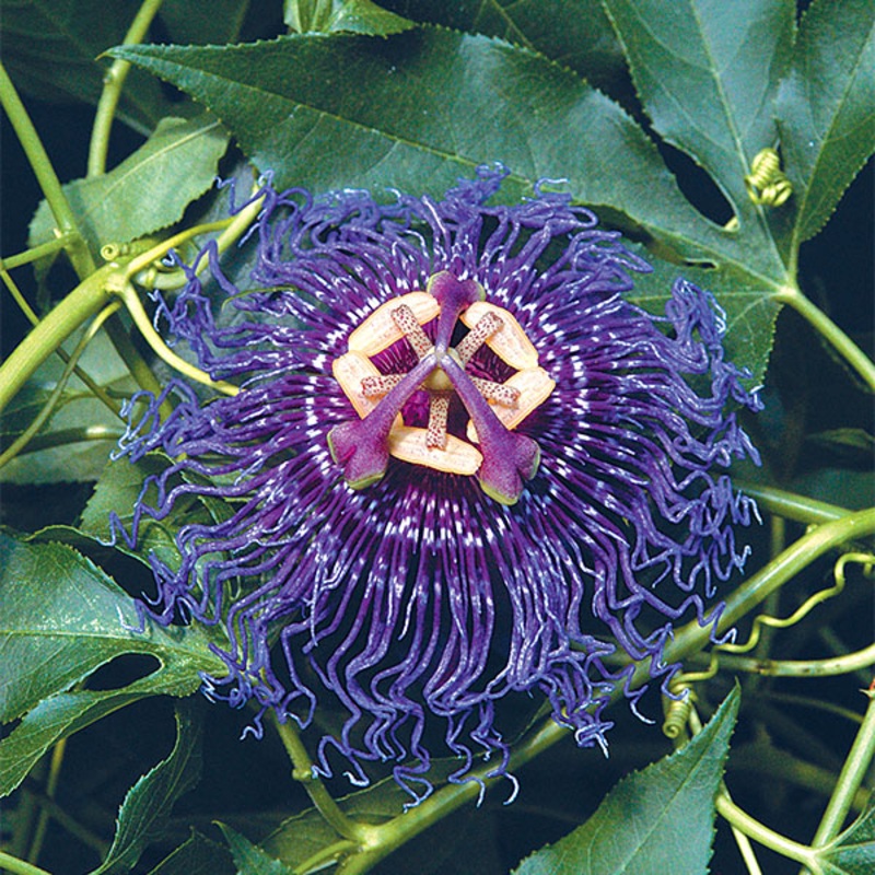 Passion Flower Inspiration (Passiflora hybrid)