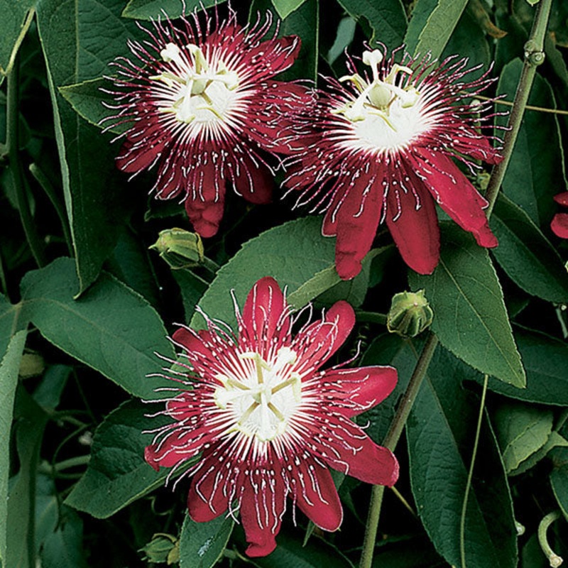 Passion Flower Lady Margaret (Passiflora hybrid)