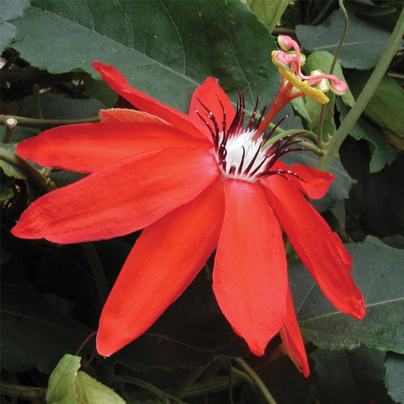 Passion Flower Maui (Passiflora coccinea)