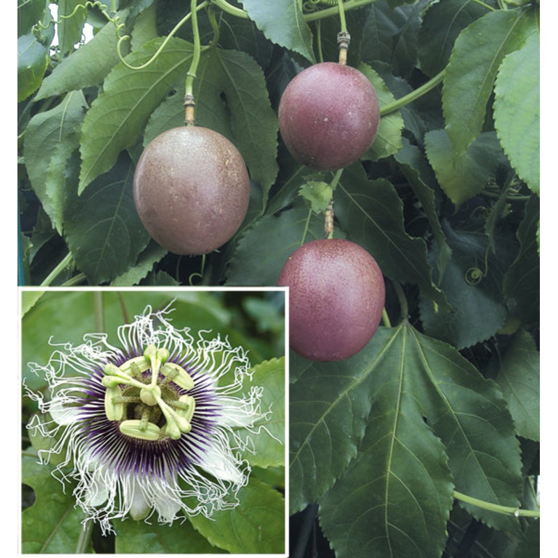 Passion Flower Possum Purple (Passiflora edulis)