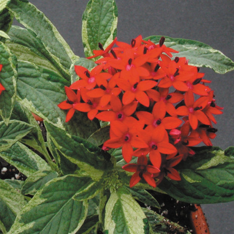Pentas Stars and Stripes (Pentas lanceolata)