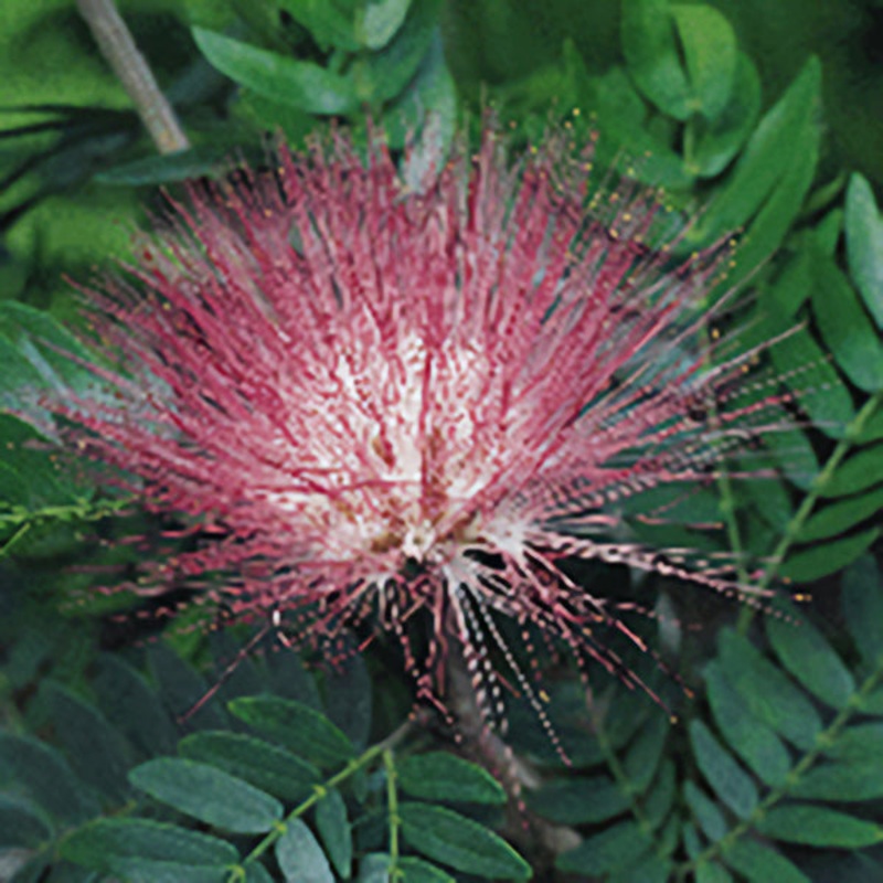 Powder Puff Plant (Calliandra surinamensis)