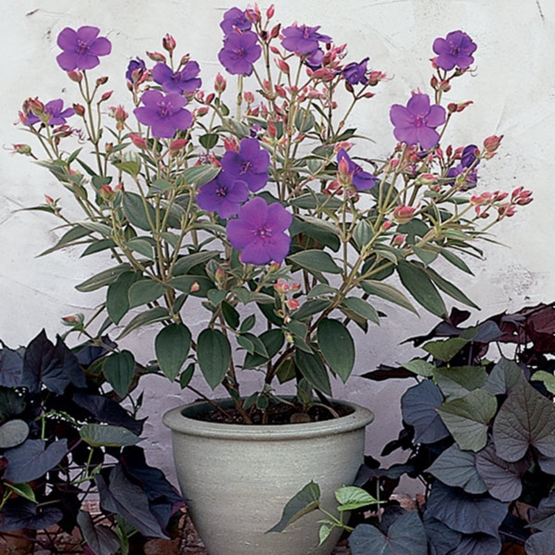 Princess Flower (Tibouchina urvilleana Edwardsii)