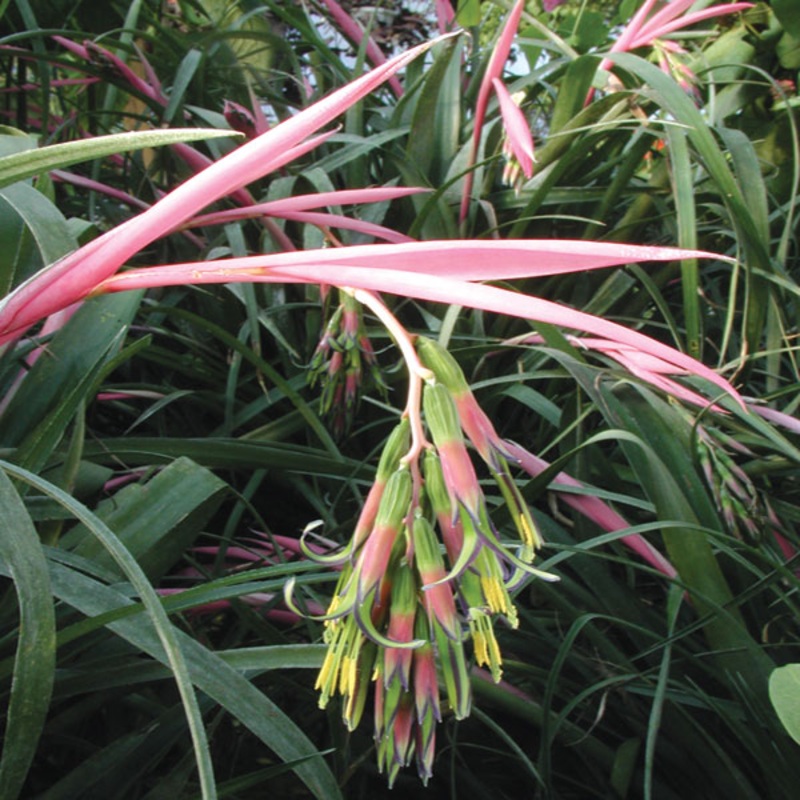 Queens Tears (Billbergia nutans)