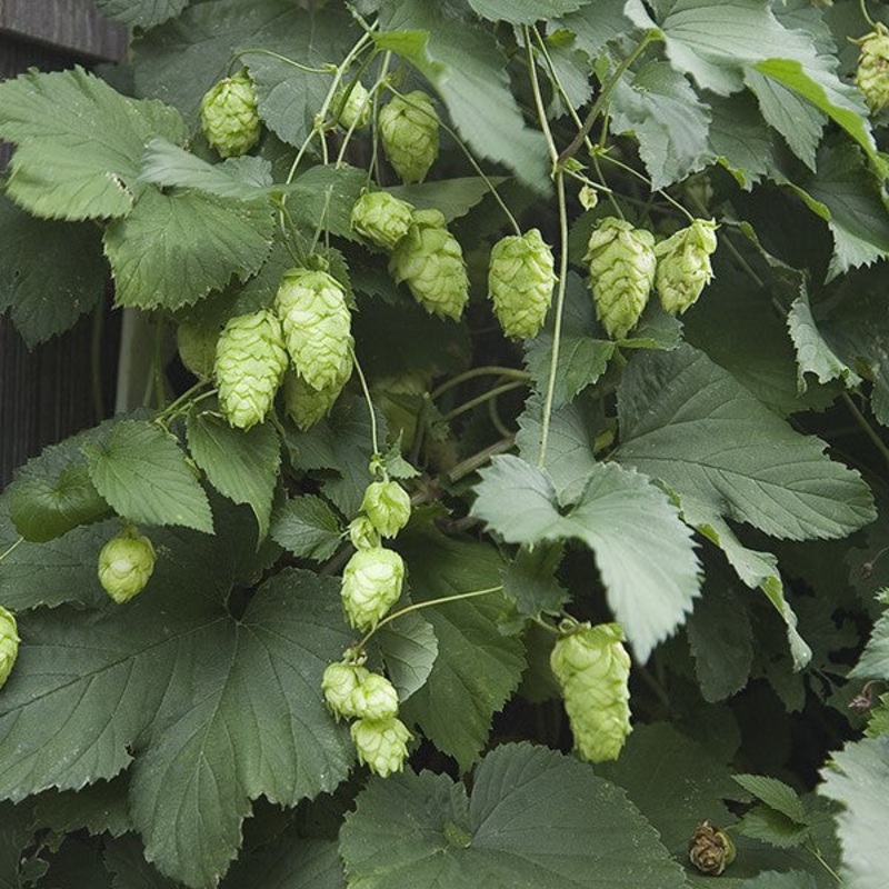 Set of Hops ‘Willamette’ and ‘Nugget’
