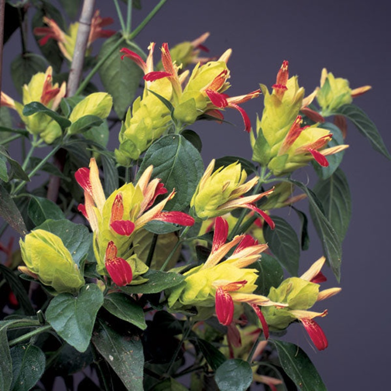 Shrimp Plant Fruit Cocktail (Justicia brandegeana)