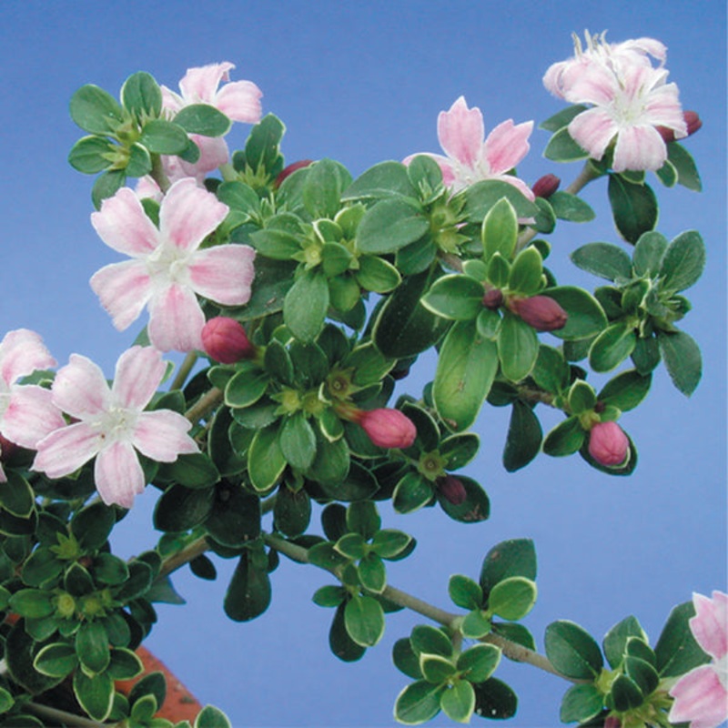 Snow Rose ‘Variegated Pink’  (Serissa foetida)