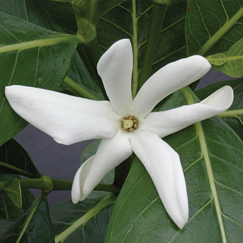Tahitian Gardenia (Gardenia taitensis)