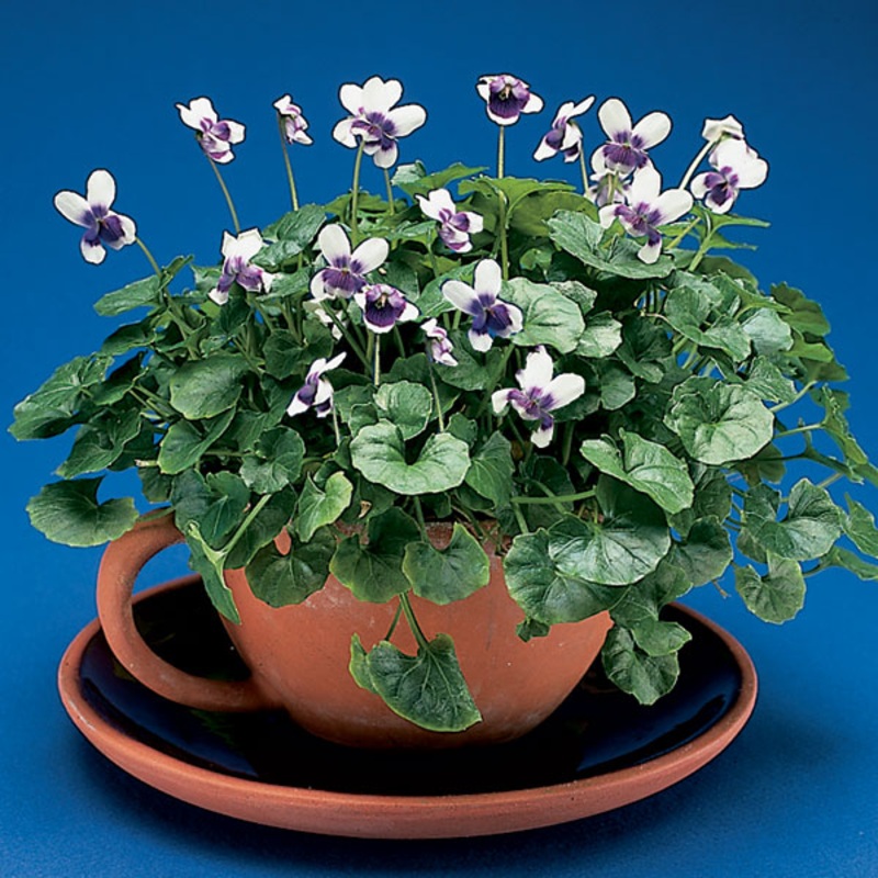 Tasmanian Violet (Viola banksii)