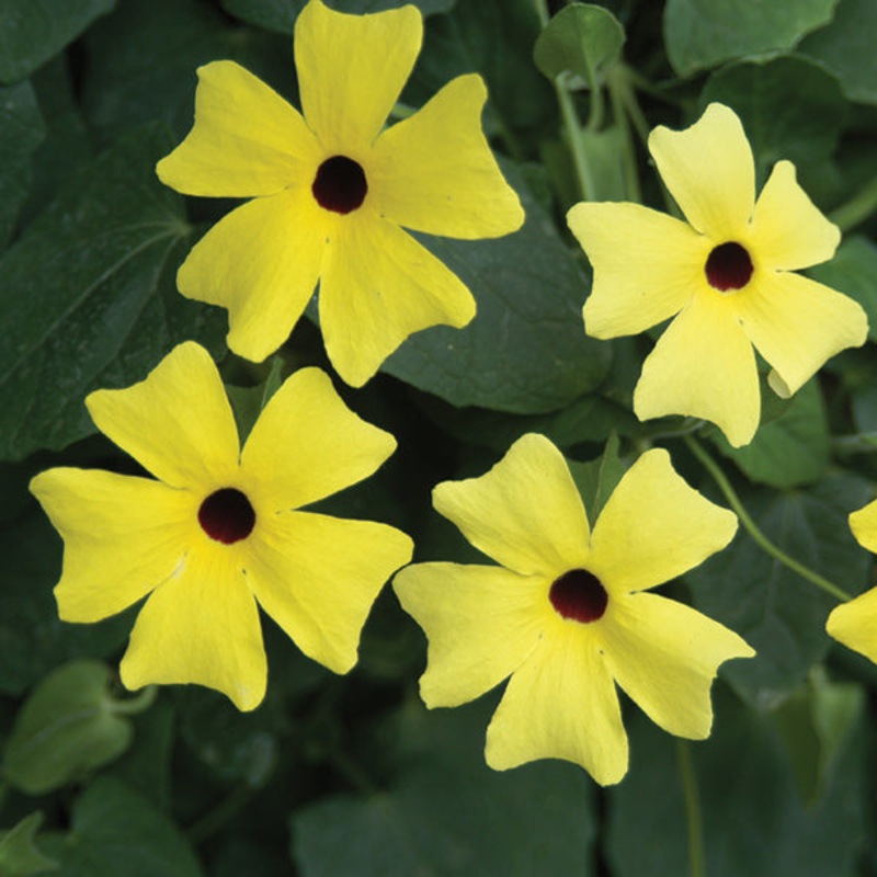 Trumpet Vine Sunlady (Thunbergia hybrid)