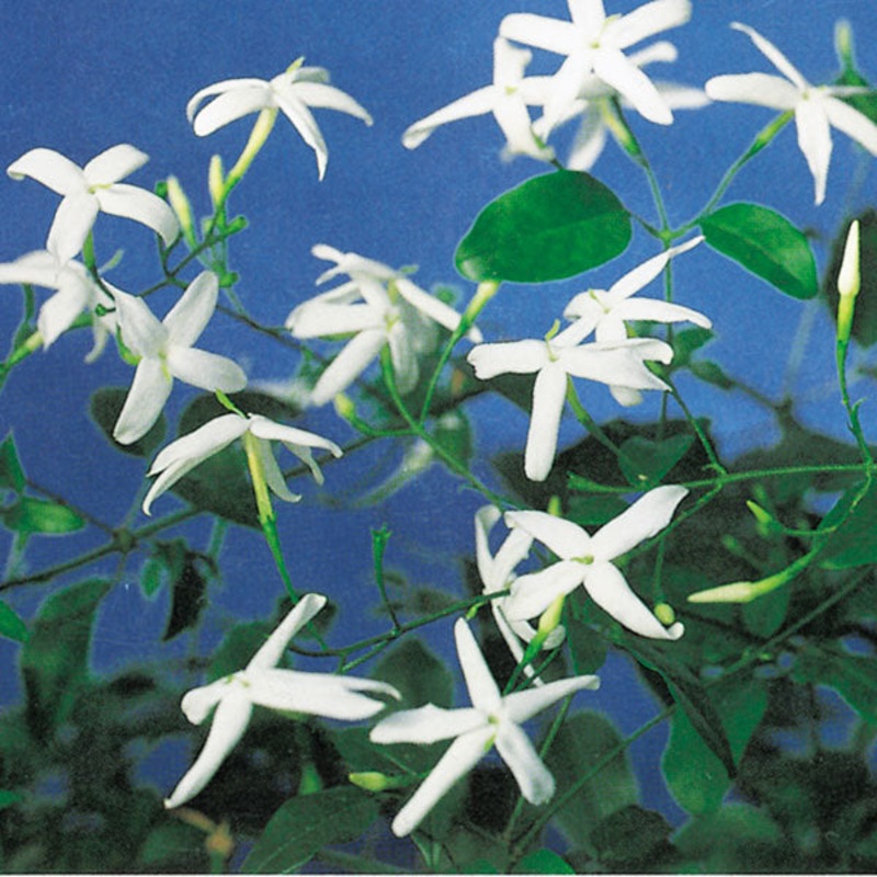 Twisted Jasmine (Jasminum tortuosum)