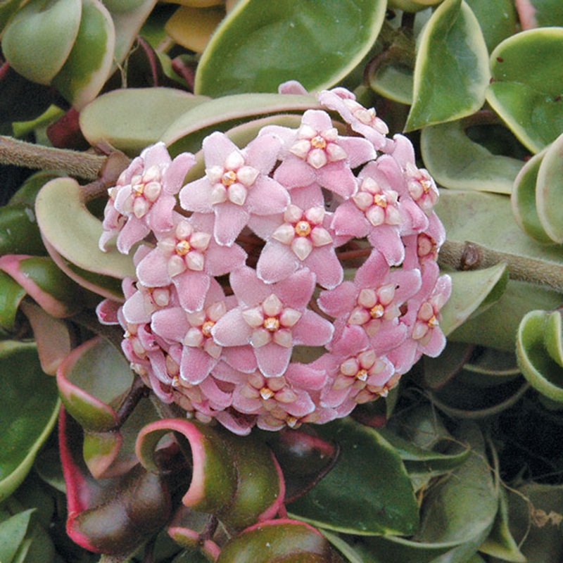 Variegated Hindu Rope (Hoya carnosa ‘Crispa Variegata’)