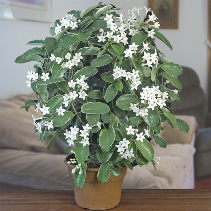 Variegated Madagascar Jasmine (Stephanotis floribunda ‘Variegata’)