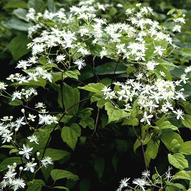 Virgins Bower (Clematis virginiana)