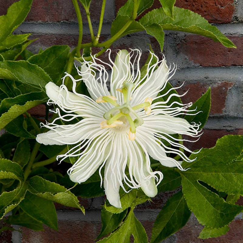 White Maypop Passion Flower (Passiflora incarnata Alba)