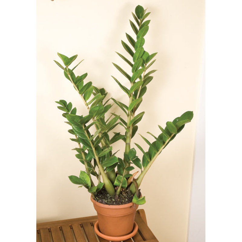 ZZ Plant (Zamioculcas zamiifolia)