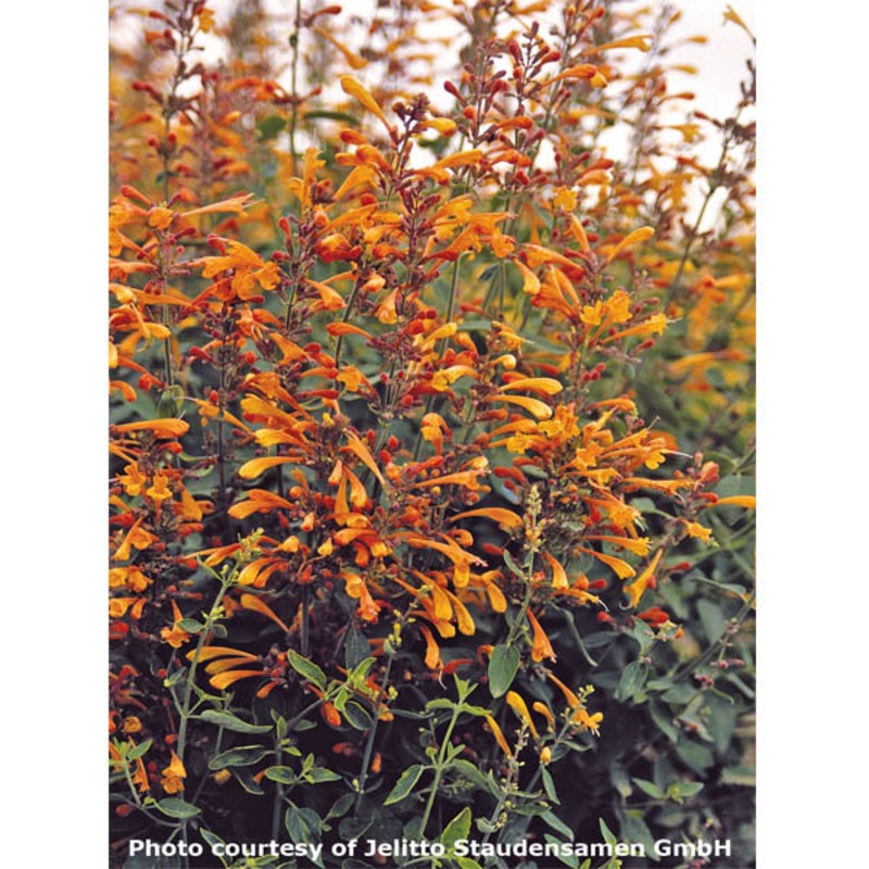 Agastache Apricot Sprite (Agastache aurantiaca hybrid)