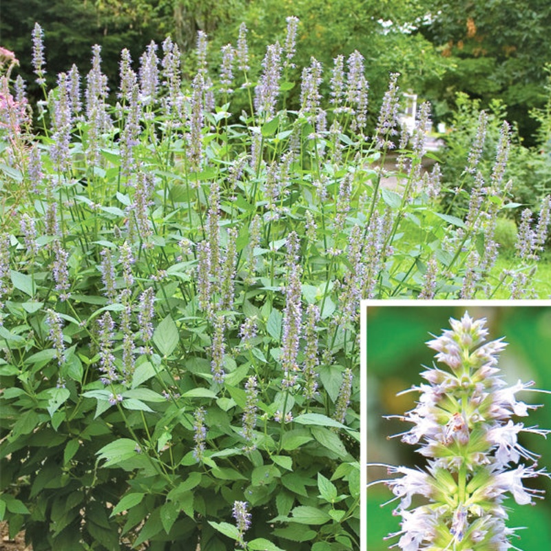 Anise Hyssop Blue Fortune (Agastache hybrid)