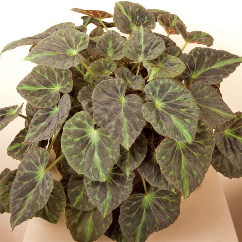 Barsalouxs Begonia (Begonia barsalouxiae)