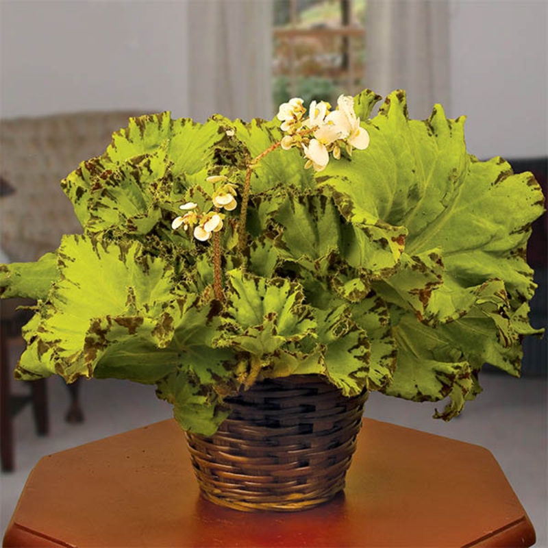 Begonia Baby Dress (Begonia rhizomatous hybrid)
