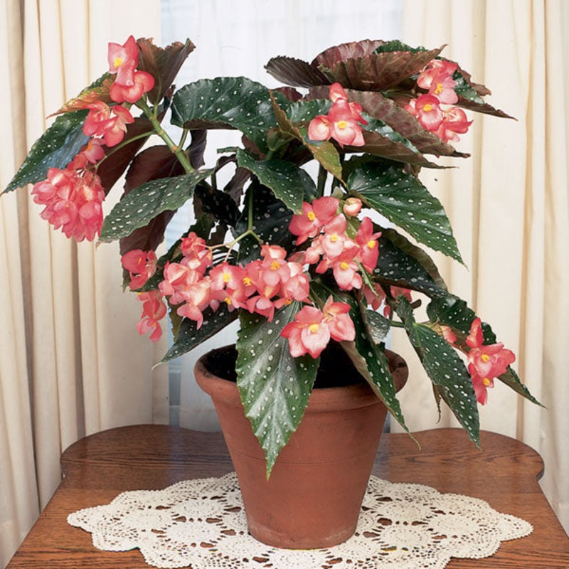 Begonia Bubbles (Begonia fibrous hybrid)