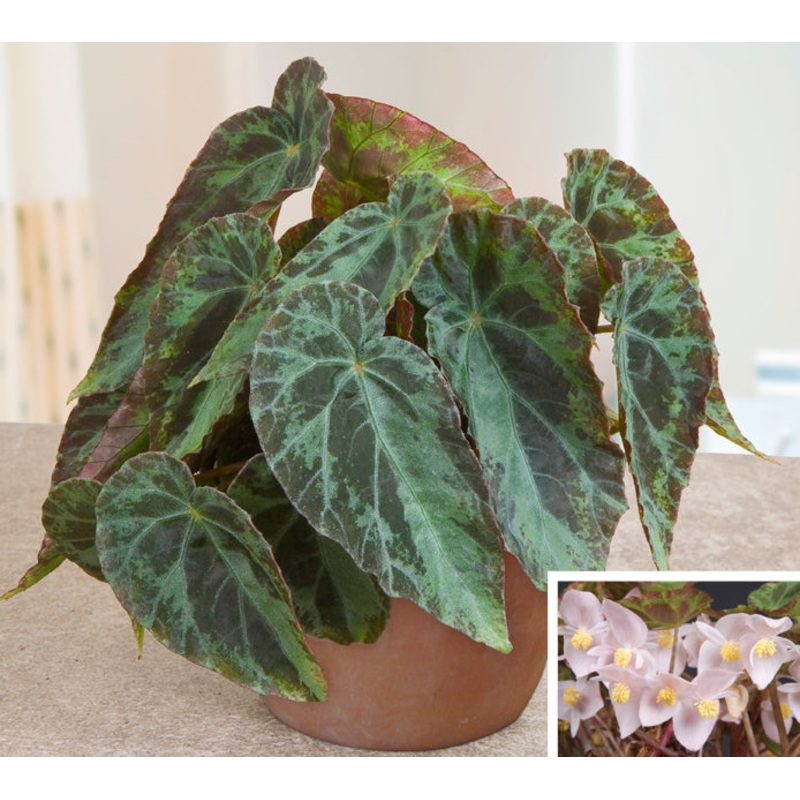 Begonia burkillii (Begonia species)