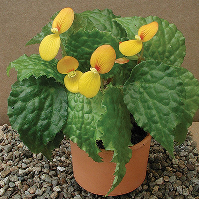 Begonia Buttercup (Begonia fibrous hybrid)