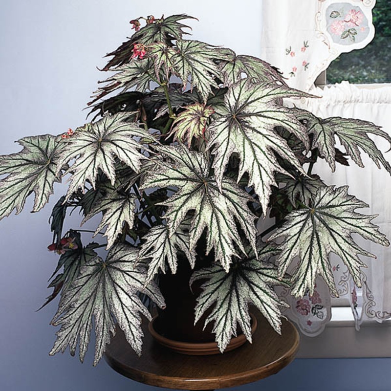 Begonia Connie Boswell (Begonia rhizomatous hybrid)