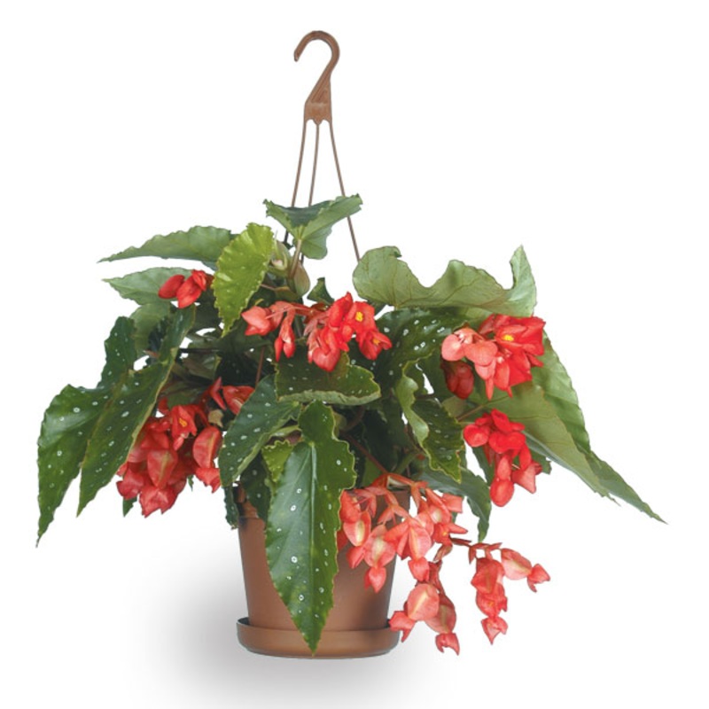 Begonia Coral Chimes (Begonia fibrous hybrid)