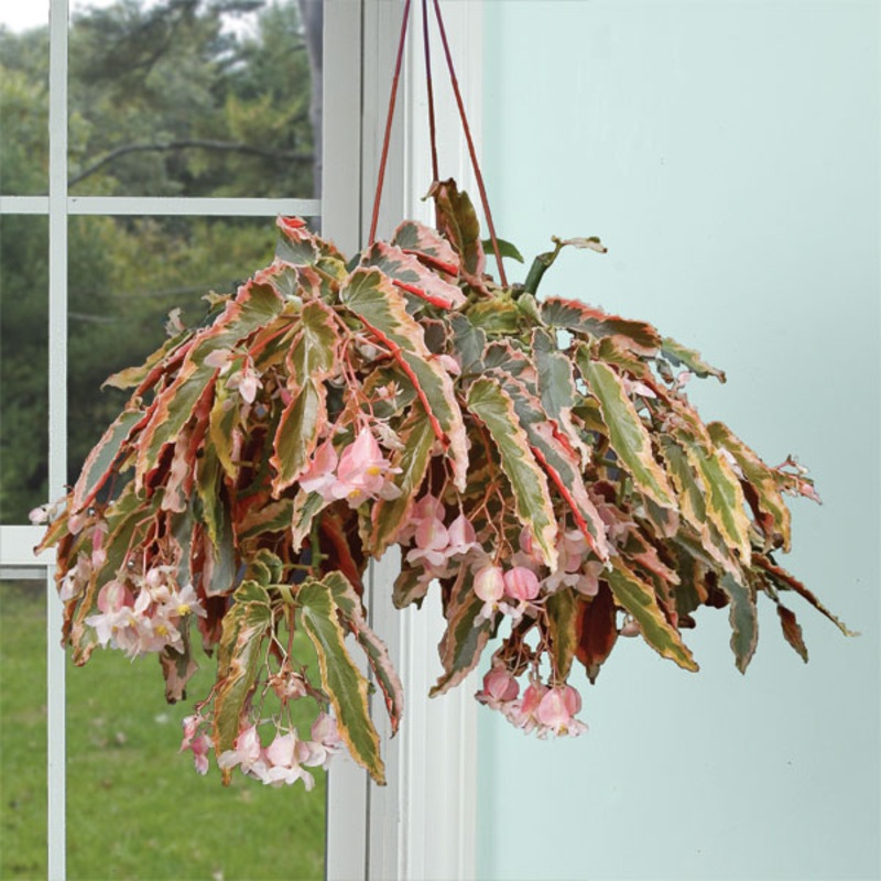 Begonia Dainty Spray Sport (Begonia fibrous hybrid)
