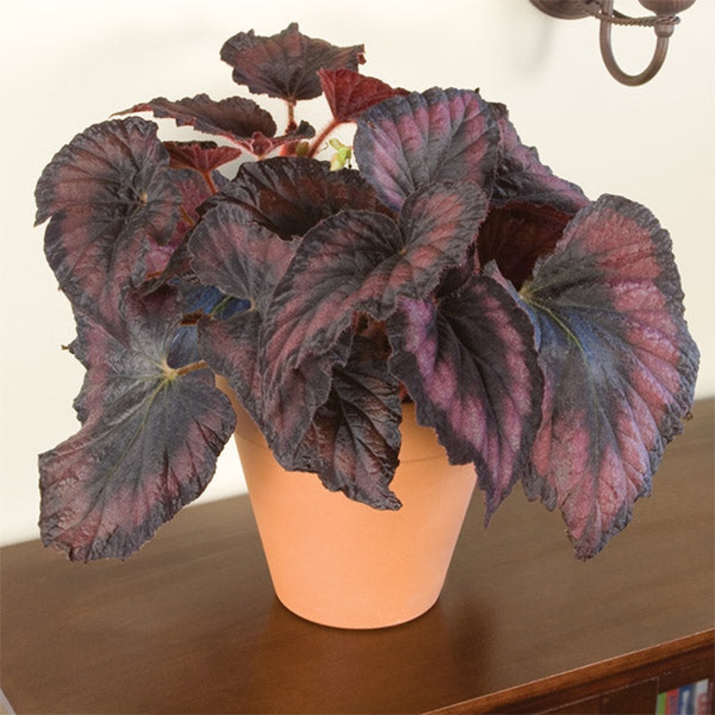 Begonia Her Majesty (Begonia rex hybrid)