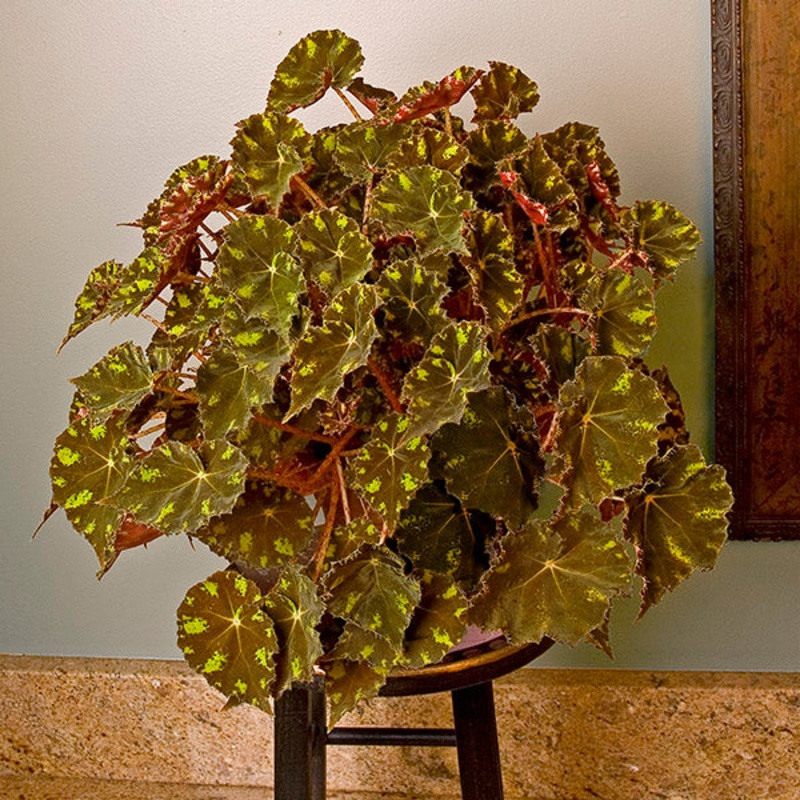 Begonia Kit Kat (Begonia rhizomatous hybrid)
