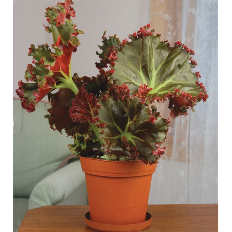 Begonia Madame Queen (Begonia rhizomatous hybrid)