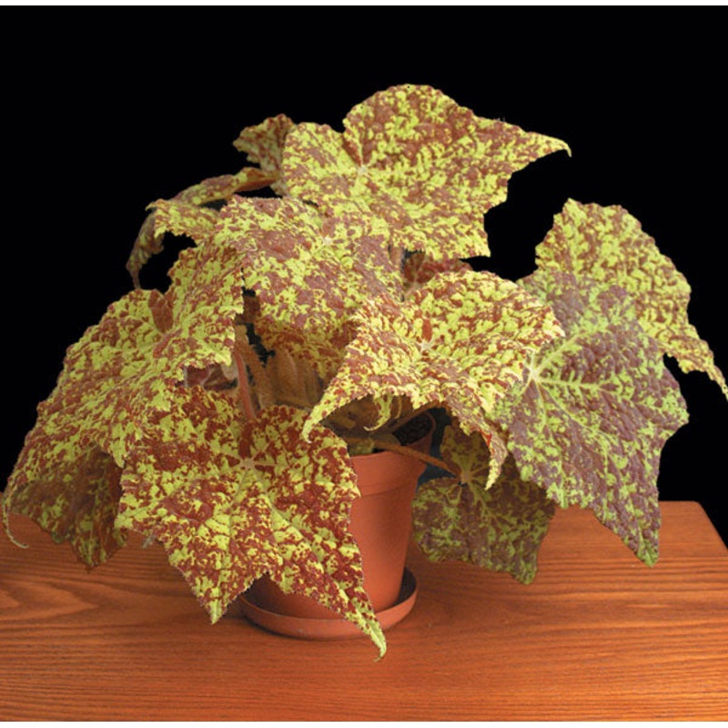 Begonia Marmaduke (Begonia rhizomatous hybrid)