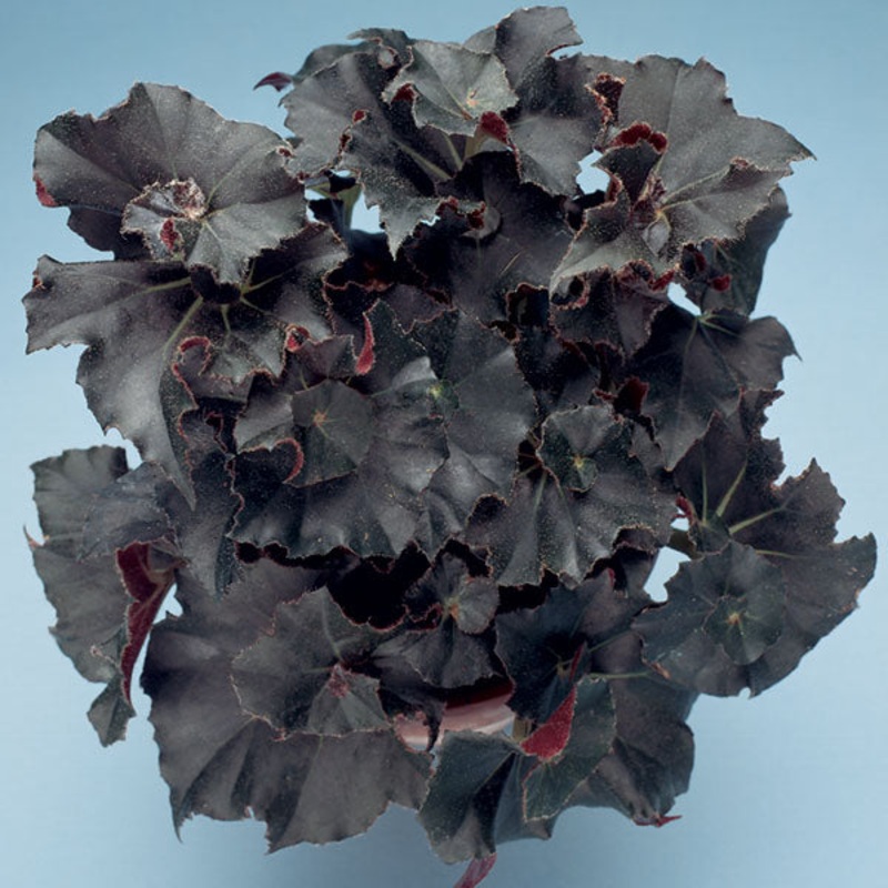 Begonia Midnight Twist (Begonia rhizomatous hybrid)